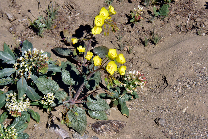 Yellow Cups is closely related to Browneyes, a similar species with whitish flowers and often growing nearby, as in this photograph. Chylismia brevipes 